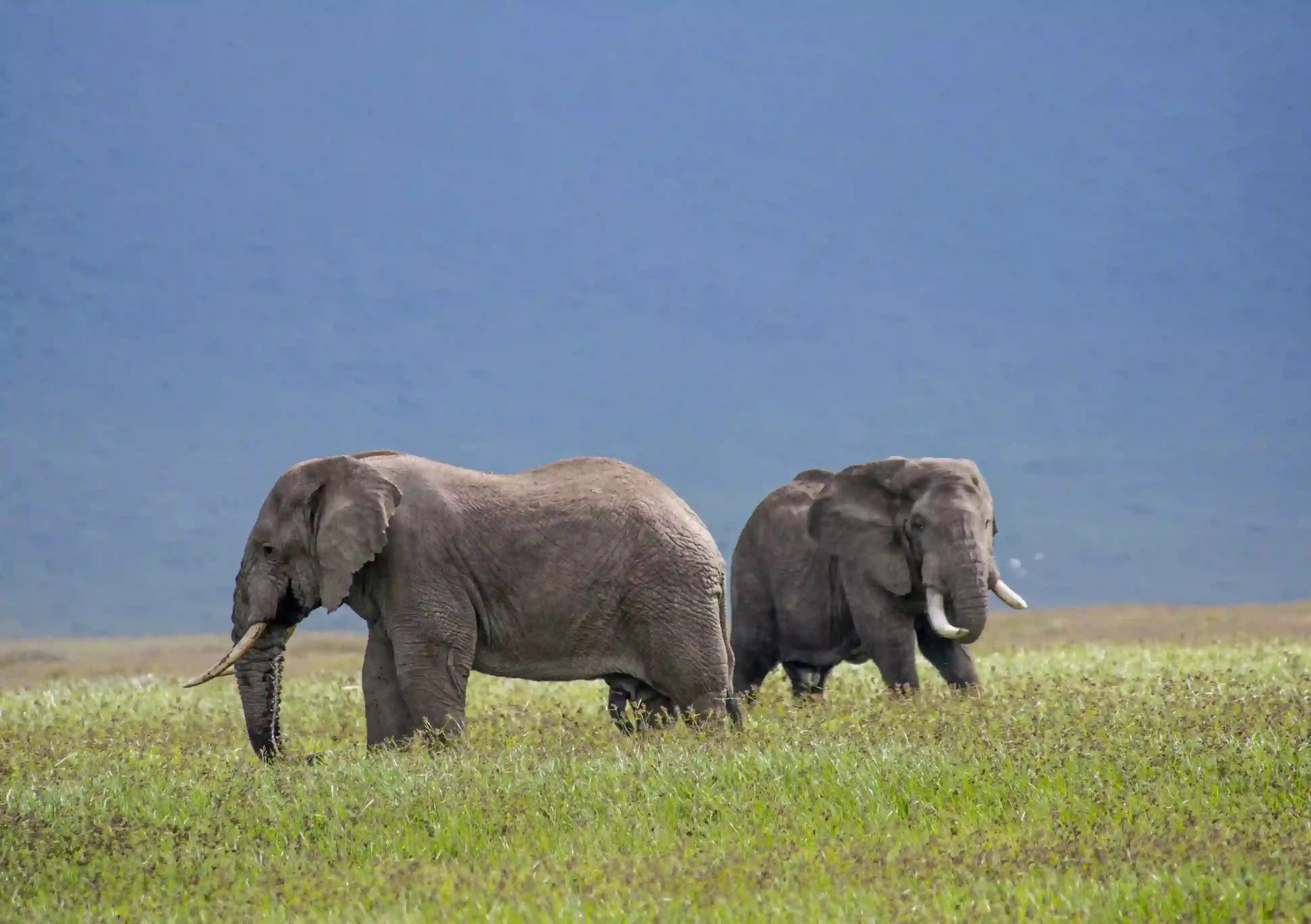 Elephant at ngorongoro