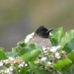 Dark-capped Bulbul in the gardens at The Retreat at Ngorongoro