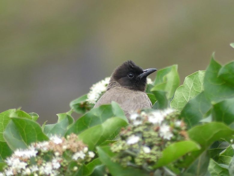 Dark-capped Bulbul in the gardens at The Retreat at Ngorongoro