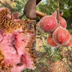 Fruit growing in the orchard at The Retreat at Ngorongoro
