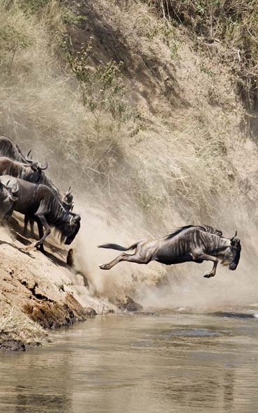 Wildebeest Migration - The Retreat at Ngorongoro