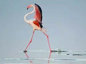 flamingo-lake-eyasi-min