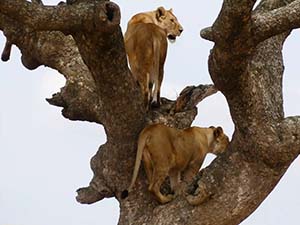 lake manyara national park
