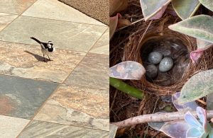 African Pied Wagtail bird