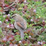 Brown crowned Tchangra at the Retreat