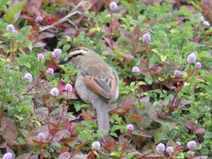 Brown crowned Tchangra at the Retreat