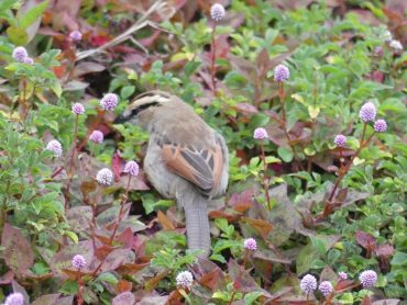 Brown crowned Tchangra at the Retreat