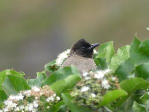 Common Bulbul