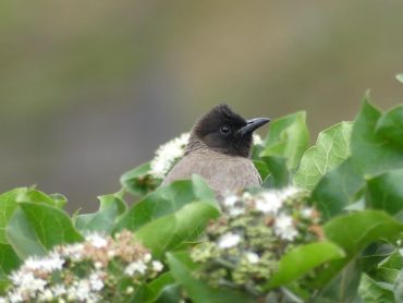 Common Bulbul