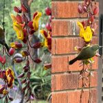 Olive Sunbird feeding at The Retreat from the Yellow Trumpet vine