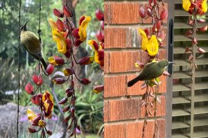 Olive Sunbird feeding at The Retreat from the Yellow Trumpet vine