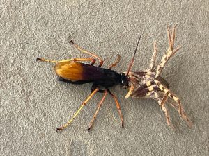 Spider Wasp Fight